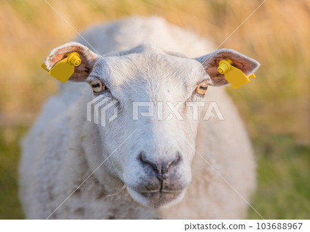 Sheep grazing in a heather meadow during sunset in Rebild National Park, Denmark. One woolly sheep walking and eating grass on a blooming field or a pastoral land. Free range mutton farm 103688967