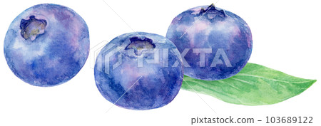 Blueberry illustration drawn in watercolor 3 berries and 1 leaf 103689122
