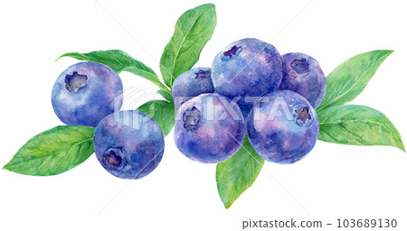 Illustration of blueberries drawn in watercolor Many fruits and leaves are lined up side by side 103689130