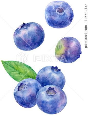 Blueberry illustration drawn in watercolor Vertical composition 103689132