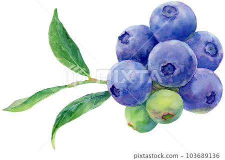 藍莓枝葉的水彩插圖，上面有很多水果 103689136