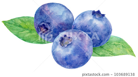 Watercolor illustration of three blueberries and two leaves Watercolor illustration of three blueberries and two leaves 103689138