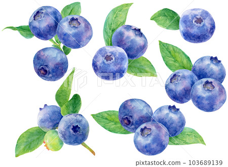 Various blueberry cartoons painted by watercolor 103689139