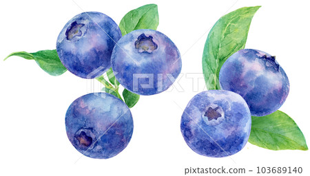 Blueberry watercolor illustration of multiple leaves and fruits Blueberry watercolor illustration of multiple leaves and fruits 103689140