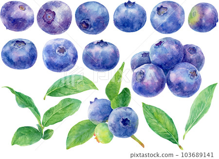 Illustration of blueberries drawn in watercolor Collection of various fruits and leaves 103689141