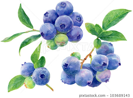 Watercolor painting collection of branches and leaves with many blueberries 103689143