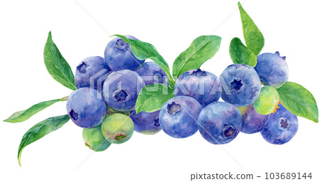 Watercolor illustration of many blueberry fruits and leaves side by side Watercolor illustration of many blueberry fruits and leaves side by side 103689144