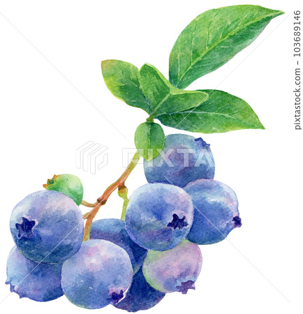 Watercolor illustration of a blueberry branch with many fruits 103689146