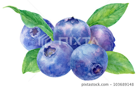 Blueberry watercolor illustration Multiple fruits and leaves clump together 103689148