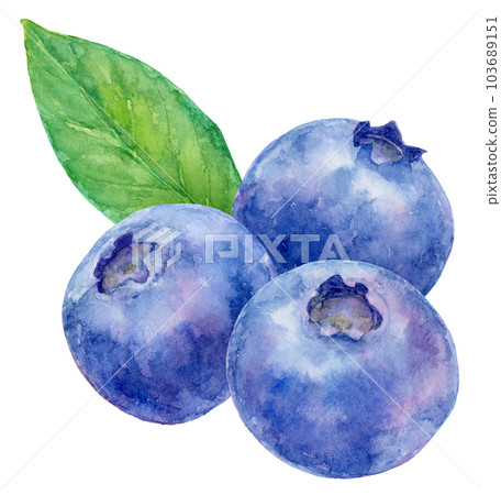 Watercolor illustration of three blueberries and one leaf 103689151