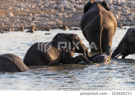 Bathing Elephants in Etosha 103689251