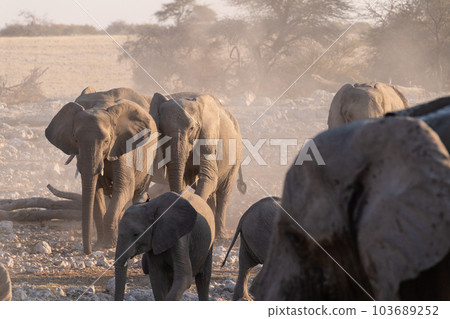 Bathing Elephants in Etosha Bathing Elephants in Etosha 103689252