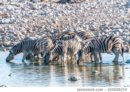 Zebras in Etosha 103689254