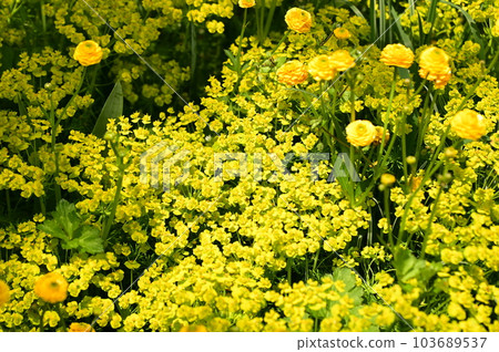 yellow flowers 103689537