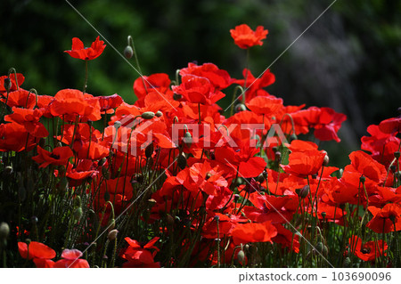 poppy poppy 103690096