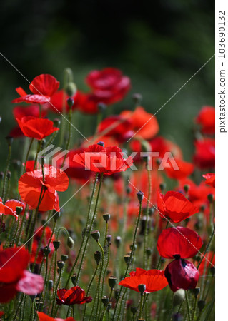 poppy poppy poppy poppy 103690132
