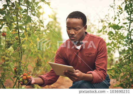 Black man, tablet and tomato farming with agriculture and farmer check crops with nature, harvest and inspection. Male person on farm, vegetable plant and sustainability, growth and quality assurance Black man, tablet and tomato farming with agriculture and farmer check crops with nature, harvest and inspection. Male person on farm, vegetable plant and sustainability, growth and quality assurance 103690231