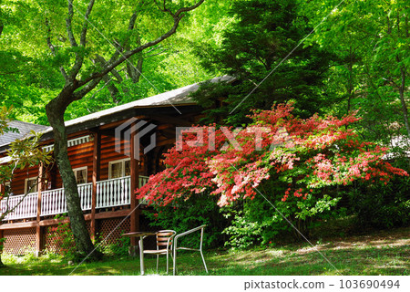 Azaleas on the shores of Lake Chuzenji, Nikko 103690494