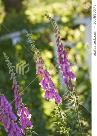 Closeup of purple or pink foxglove flowers blossoming in a garden. Delicate violet plants growing on green stems in a backyard or arboretum. Digitalis Purpurea in full bloom on a sunny summer day 103690575