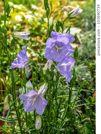 Blue peach-leaved bell flower on green leaves background 103690734
