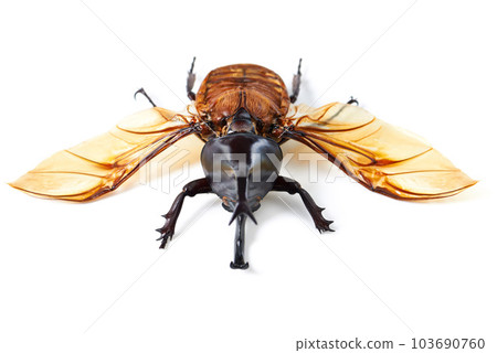 Nature, wings and beetle in white background, front view of aesthetic bug for analysis and study, Bugs, science and insect collection for entomology research, studying and creature education or hobby Nature, wings and beetle in white background, front view of aesthetic bug for analysis and study, Bugs, science and insect collection for entomology research, studying and creature education or hobby 103690760