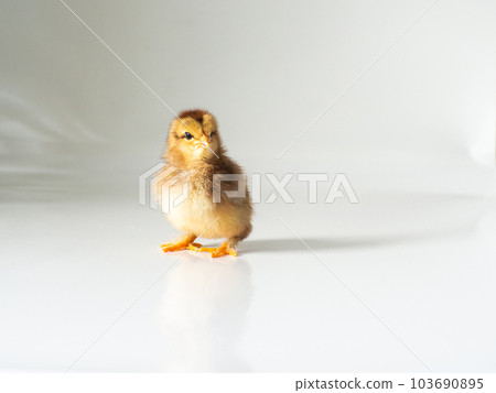 Little newborn brown chicken on white with copy space Little newborn brown chicken on white with copy space 103690895