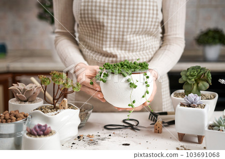 Woman holding potted Senecio Rowley house Plant in white ceramic pot 103691068