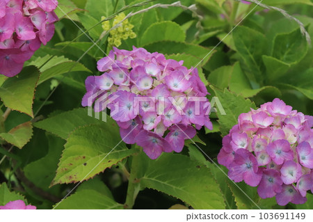 Pink hydrangea flowers blooming in the park in early summer 103691149