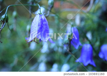 伊沙金花 103691160