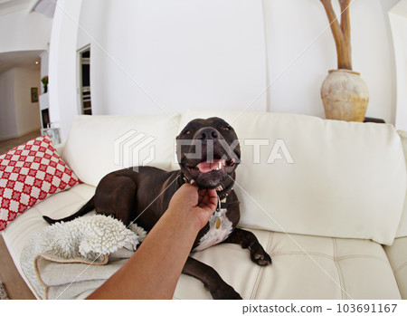 POV, love and dog on a couch, bonding and happiness at home, affection and care in the lounge. Hand, person and pet on a sofa, calm and cuddle with an animal, perspective and wellness with comfort 103691167