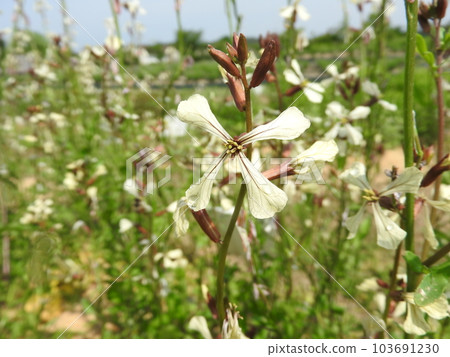 Cruciferous annual grass "Rocket arugula" 103691230