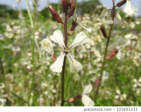 十字花科一年生草本植物“火箭芝麻菜” 103691231