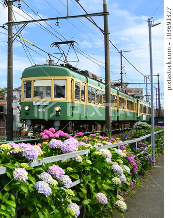 Enoden 300 series and hydrangea Enoden 300 series and hydrangea 103691327