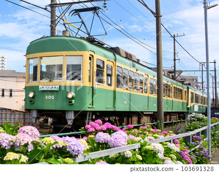 Enoden 300系列和繡球花 103691328