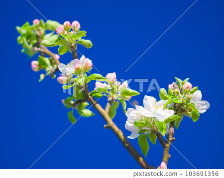 Flowers, spring and blue sky in a garden with green plants, leaves growth and plum tree flower. Fresh, leaf and gardening plant with floral and sustainability of botanical vegetation outdoor Flowers, spring and blue sky in a garden with green plants, leaves growth and plum tree flower. Fresh, leaf and gardening plant with floral and sustainability of botanical vegetation outdoor 103691356