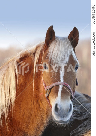 Face of a horse with a harness looking curious in grazing pasture farm in countryside. Portrait head of domestic pet chestnut stallion or mare. Hairy brown and white animal bred for equestrian racing 103691590