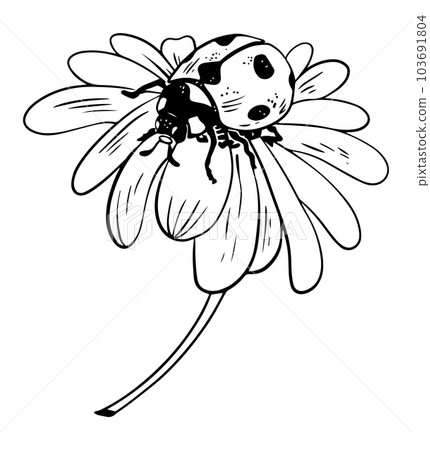 single daisy flower drawing