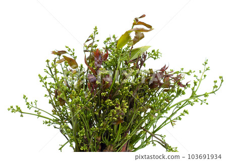 Neem leaves with flowers on white background. Neem leaves with flowers on white background. 103691934