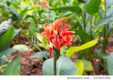 Beautiful canna flower with green leaves in the garden 103691989