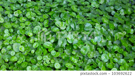 Fresh green centella asiatica leaves Fresh green centella asiatica leaves 103692622