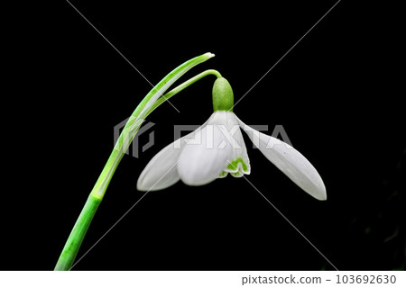 Closeup of a snowdrop flower isolated on dark background. Details of a common white flowering plant or Galanthus Nivalis growing with pretty petals, leaves and stem blooming during spring season 103692630