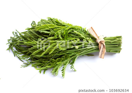 Leucaena leucocephala isolated on white background Leucaena leucocephala isolated on white background 103692634