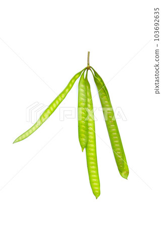 Leucaena leucocephala isolated on white background Leucaena leucocephala isolated on white background 103692635