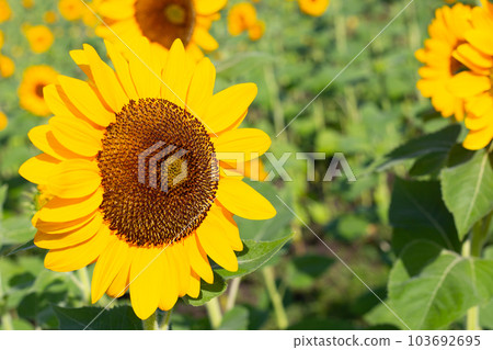 Sunflower field, Beautiful summer landscape. 103692695
