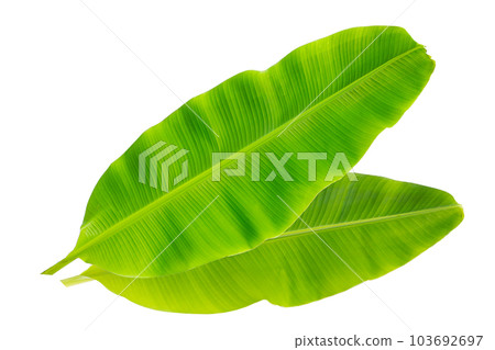 Fresh banana leaves on white background. Fresh banana leaves on white background. 103692697