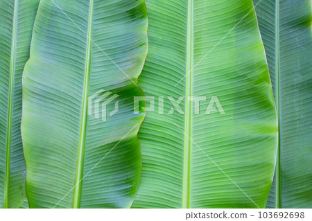 Fresh banana leaves for background. Fresh banana leaves for background. 103692698