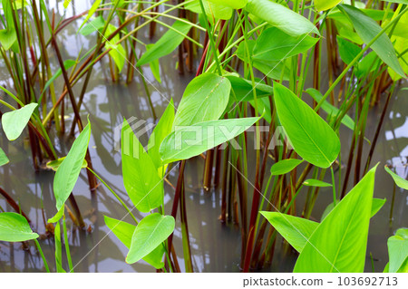 Alligator Flag, Water Canna (Thalia geniculata L.) 103692713