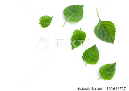 Tree Basil leaves (Ocimum gratissimum) on white background. Tree Basil leaves (Ocimum gratissimum) on white background. 103692727