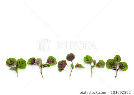 Fresh green red amaranth. Organic vegetables 103692802