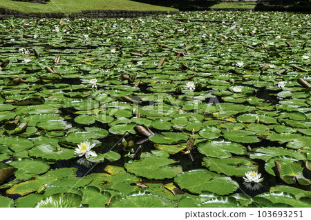 小石川後樂園、東京唐門池（內庭）、睡蓮國家特別史蹟 103693251